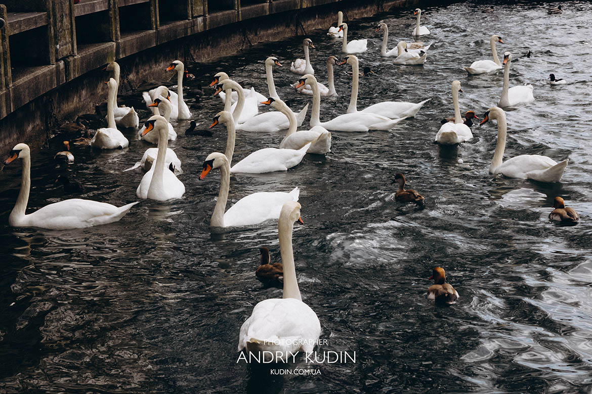 Proposal in Zurich, Switzerland – A Love Story by the Lake, Zurich proposal